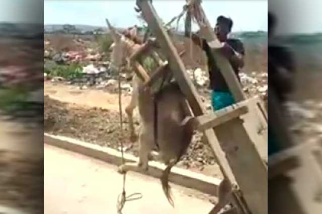 Ni burro que fuera: animalistas en Cartagena exigen castigar este ... - Noticias Caracol